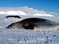 Weddell Seal