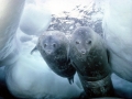 Weddell Seal