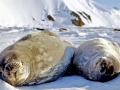 Weddell Seal