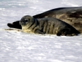 Weddell Seal
