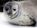 Weddell Seal