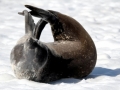 Weddell Seal