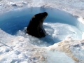 Weddell Seal