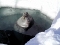 Weddell Seal