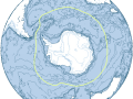 Weddell Seal