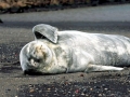 Weddell Seal