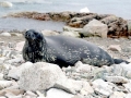 Weddell Seal