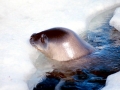 Weddell Seal