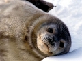 Weddell Seal