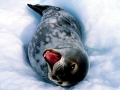 Weddell Seal