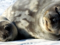 Weddell Seal
