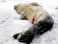 Weddell Seal