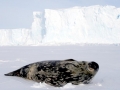Weddell Seal