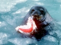 Weddell Seal