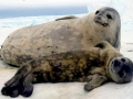Weddell Seal