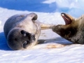 Weddell Seal