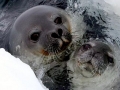 Weddell Seal