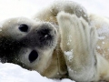 Weddell Seal