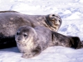 Weddell Seal