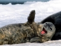 Weddell Seal