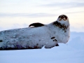 Weddell Seal