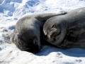 Weddell Seal