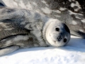 Weddell Seal