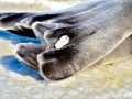 Weddell Seal