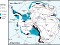 Weddell Seal