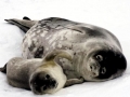 Weddell Seal
