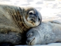 Weddell Seal