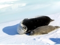 Weddell Seal