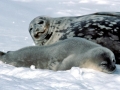 Weddell Seal