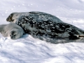 Weddell Seal