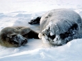 Weddell Seal