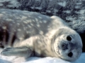 Weddell Seal
