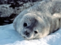 Weddell Seal
