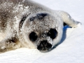Weddell Seal