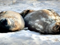 Weddell Seal