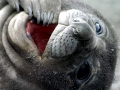 Weddell Seal