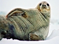 Weddell Seal