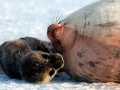 Weddell Seal