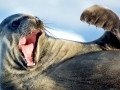 Weddell Seal