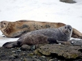 Weddell Seal