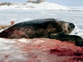 Weddell Seal