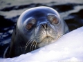 Weddell Seal