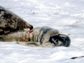 Weddell Seal
