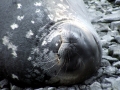 Weddell Seal