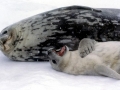 Weddell Seal
