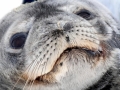 Weddell Seal
